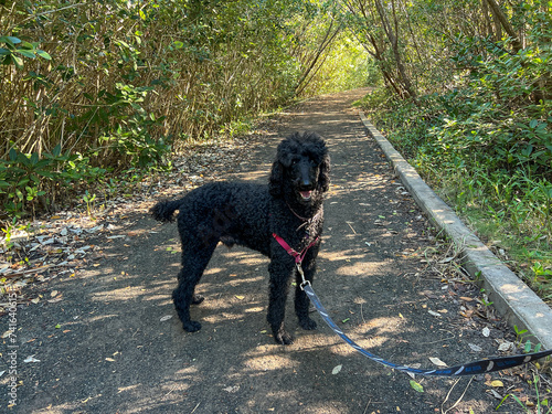 A black standard poodle on the hiking trails in Hugh Taylor Birch State Park near the beach at Ft. Lauderdale, Florida on a sunny winter day.