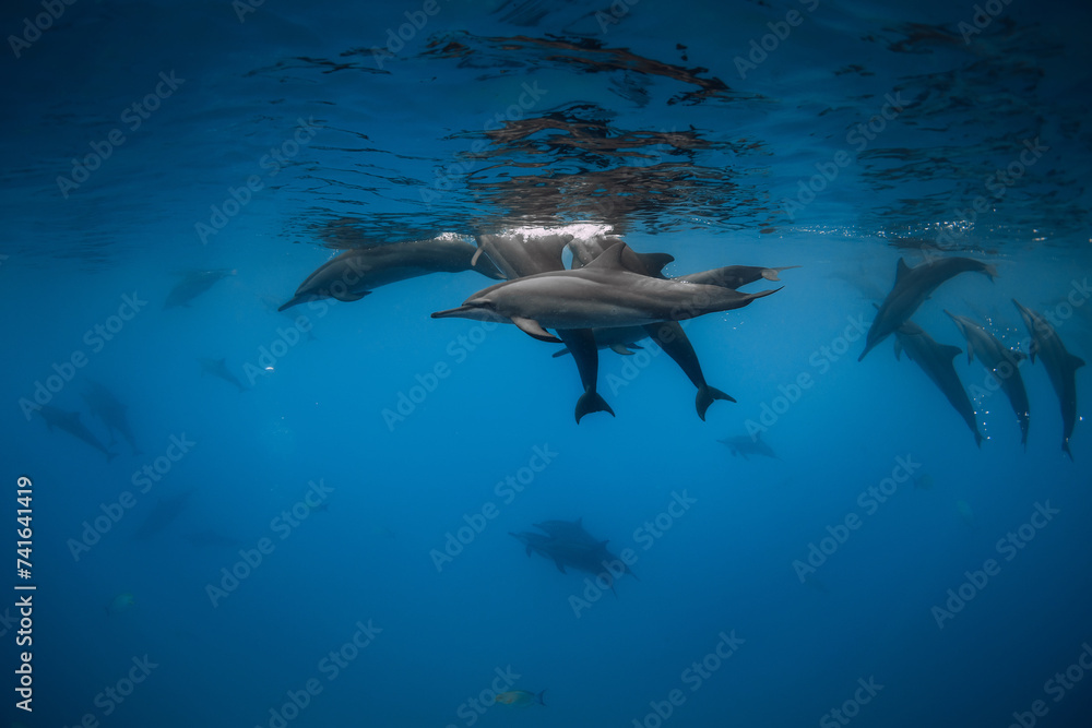 Dolphins pod swims underwater in clear ocean.