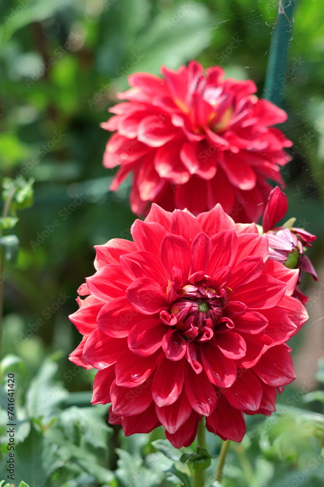 色鮮やかで存在感ある花 色鮮やかで存在感ある花