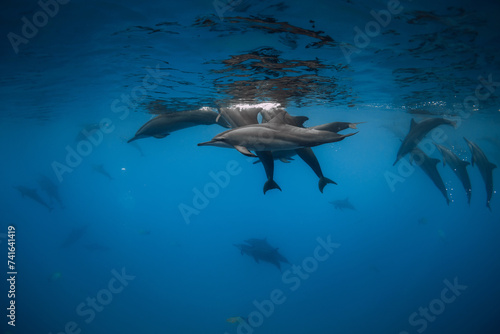 Dolphins pod swims underwater in clear ocean. © artifirsov