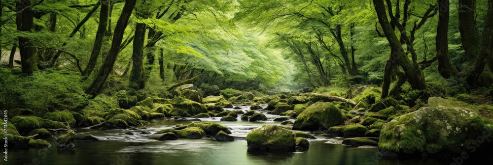 Tranquil forest stream surrounded by lush green trees Tranquil forest stream surrounded by lush green trees