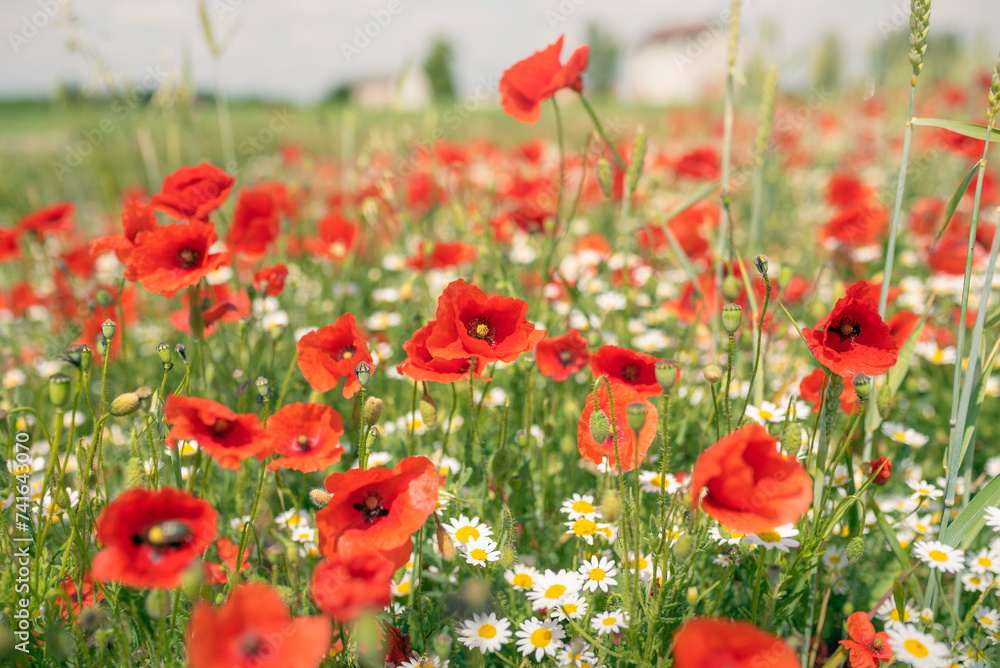 Fototapeta premium Sea of flowers of red poppies, in between white yellow flowers of odorless chamomile. The photo radiates positive energy and is very decorative when photographed in sunlight. 