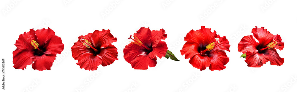 Set of red hibiscus flower isolated on transparent background.