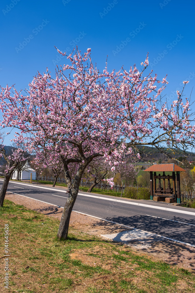 Naklejka premium Beautiful pink blooming almond trees on a sunny day in Rhineland-Palatinate/Germany in spring