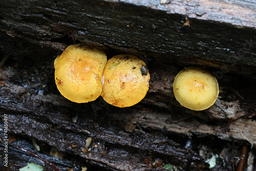 Common Rustgill, Gymnopilus penetrans, wild mushroom from Finland photo