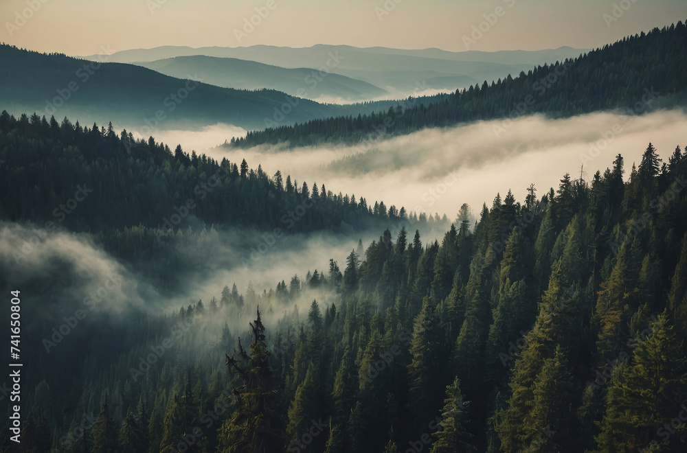 fir forest in the mountains