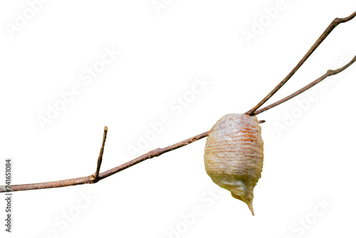 Ootheca-praying mantis egg on branch on a white background