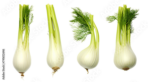 Fennel Collection: Fresh Culinary Ingredients in Stunning 3D Digital Art, Perfect for Cooking Illustrations and Healthy Recipe Designs - Isolated PNGs with Transparent Backgrounds