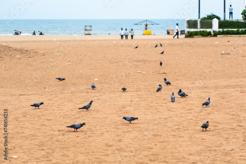 Flock of pigeons gathered on the sands of besant nagar beach photo