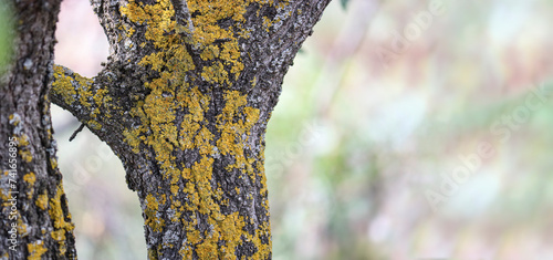 Common orange lichen (Xanthoria parietina) on tree bark, lichen on fruit trees contributes to the spread of pests. photo