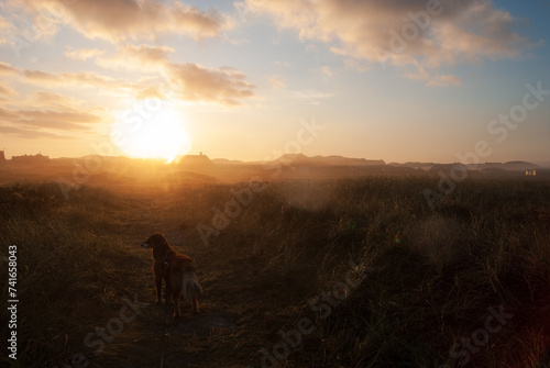 Nebelmorgen - mit dem Hund am frühen Morgen in einem Dünengebiet unterwegs © orangemocca