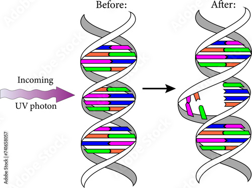 Diagram showing the Ultraviolet  photons harm the DNA molecules of living organisms in different ways.Vector illustration.