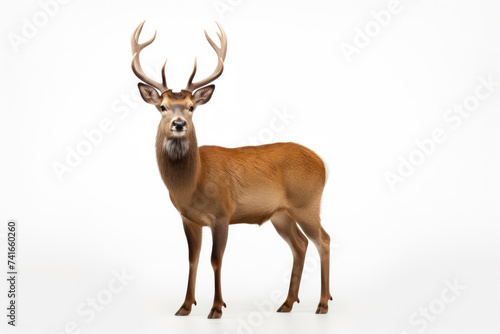 Majestic Stag  A solitary  white-furred male deer with impressive brown antlers  standing in a winter forest  looking regal and captivating.