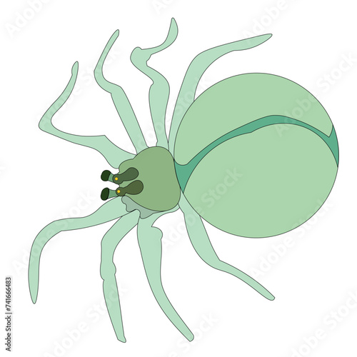 The poisonous spider spread out its eight legs. The insect is drawn from above, where its body parts are clearly shown.