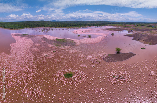 Aerial panoramic view of Pink Flamingo in Lake Bogoria, Baringo district, Kenya. photo