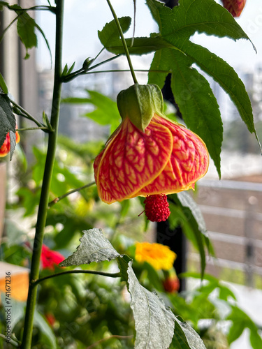 Abutilon darwinii or Callianthe darwinii is a popular ornamental plant