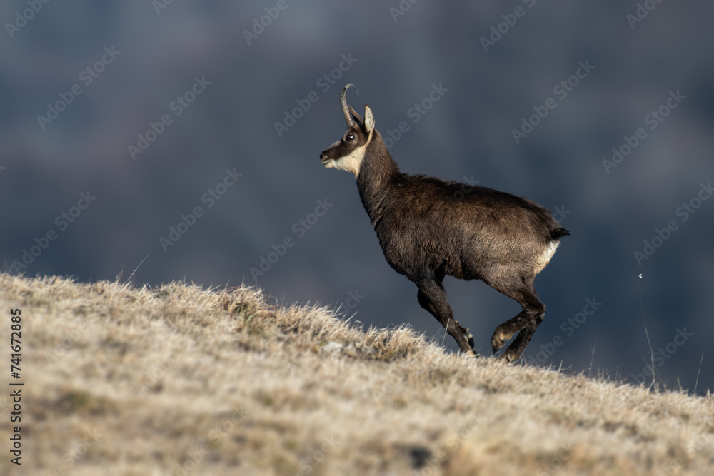 Running alpine chamois (Rupicapra rupicapra) at twilight against blurred background. Alps mountains, Italy, January.