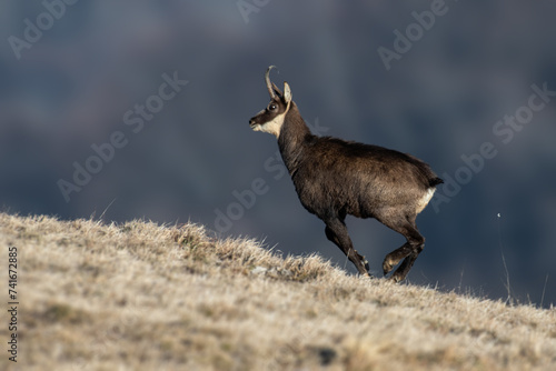 Obraz na płótnie Running alpine chamois (Rupicapra rupicapra) at twilight against blurred background. Alps mountains, Italy, January. w salonie
