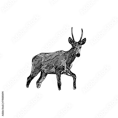 line sketch of antelope with transparent background