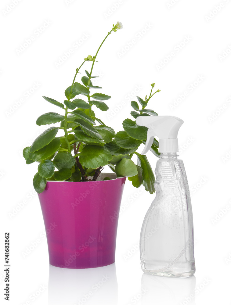 House plant in red pot and water spray bottle on a white background House plant in red pot and water spray bottle on a white background