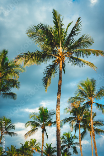 Palmtrees with a cloudy sky in the background. Bertioga, São Paulo, Brazil.