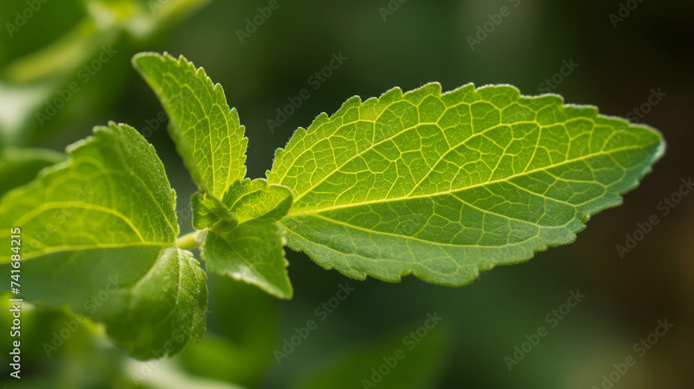 Professional Shot of an Isolated Stevia Plant in a Sunny Day full of Leaves.