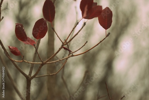 Close-up photograpy branch with large red leaves  photo