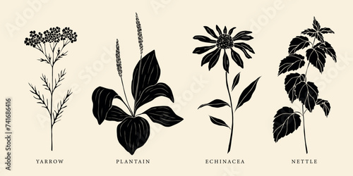 Set of flat vector yarrow, plantain, echinacea and nettle photo