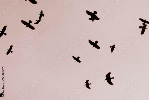 A flock of crows against the sky,noice grain film effect photo