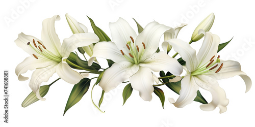 White lily on transparent background