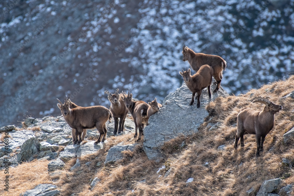 alpine capricorn, alpine ibex, alpine ibex family, alpine ibexes, alps, alps mountains, animals, beautiful, bouquetin, capra, capra ibex, cold, conservation, cubs, environment, europe, european, famil
