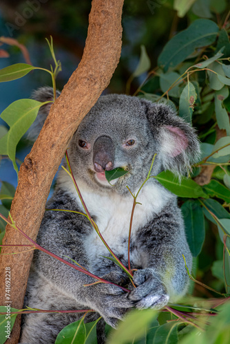 Fototapeta Naklejka Na Ścianę i Meble -  Koala in a tree eating eucalyptus. High quality photo