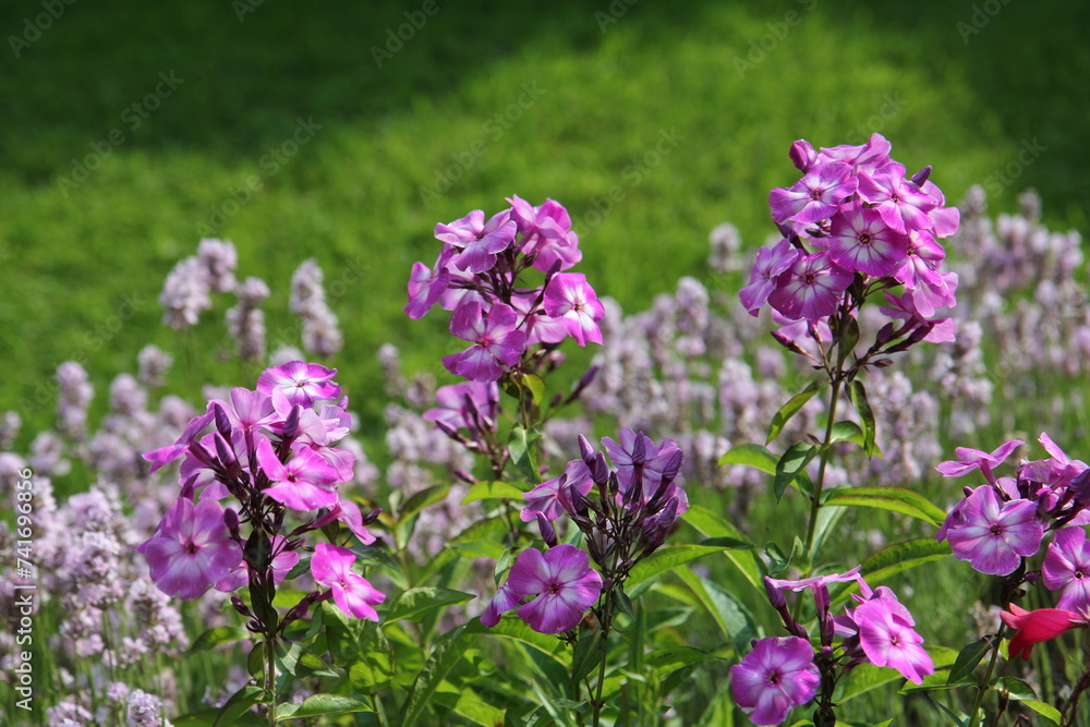 Phlox paniculata - purple-pink flowers