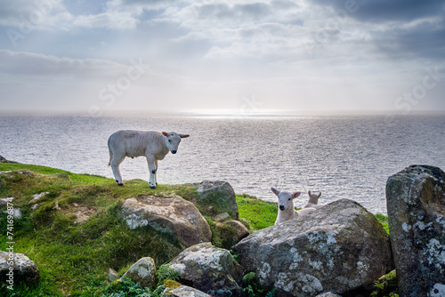 Sheep on the shore near Neist Point, Isle of Skye, Scotland