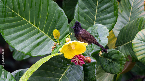 Redvented bulbul on the flower  tree photo