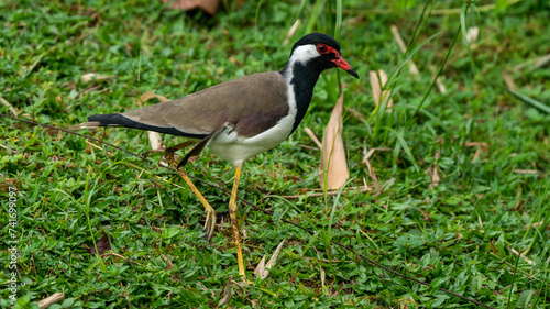 Close up view of Red Wattled Lapwing