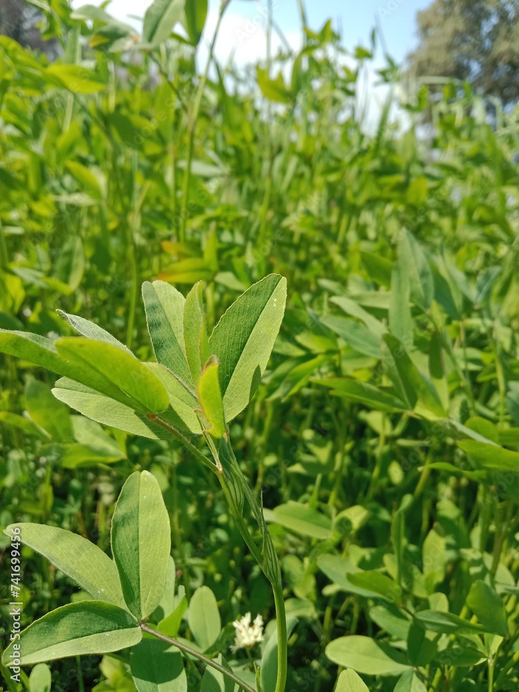 Green Leaves of trifolium alexandrinum or fresh green leaves of Egyptian clover, berseem clover in the garden Green Leaves of trifolium alexandrinum or fresh green leaves of Egyptian clover, berseem clover in the garden