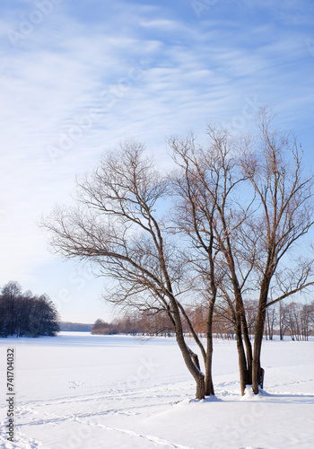 bushes and tree branches covered with snow, winter landscape close-up