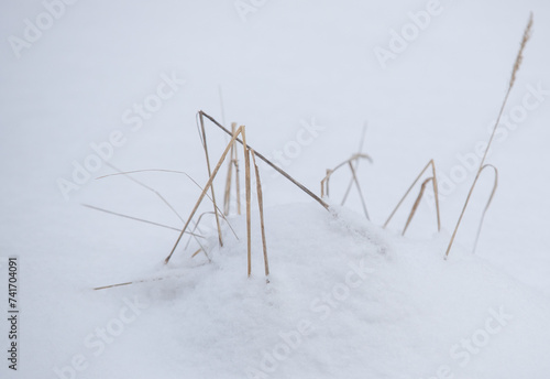 Dry bushes of grass are visible in the winter snow. © Prikhodko