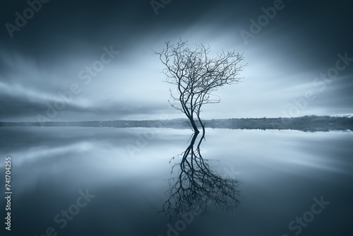 Silhouette and reflection of a lone tree in the middle of a lake, County Cavan, Ulster, Ireland photo