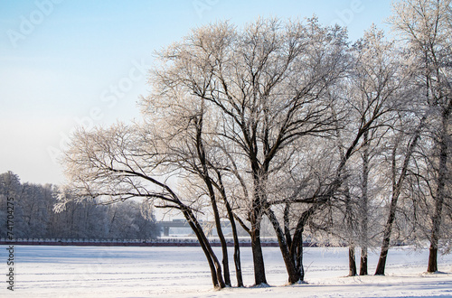 Snow-covered trees  winter landscape. Trees Natural background.