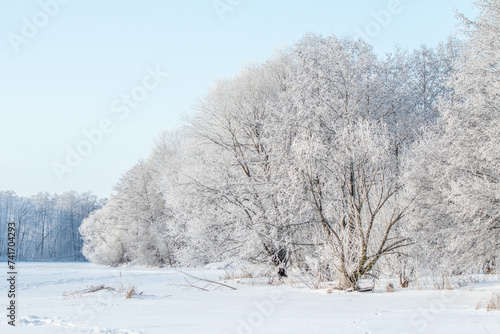 Snow-covered trees, winter landscape. Trees Natural background.