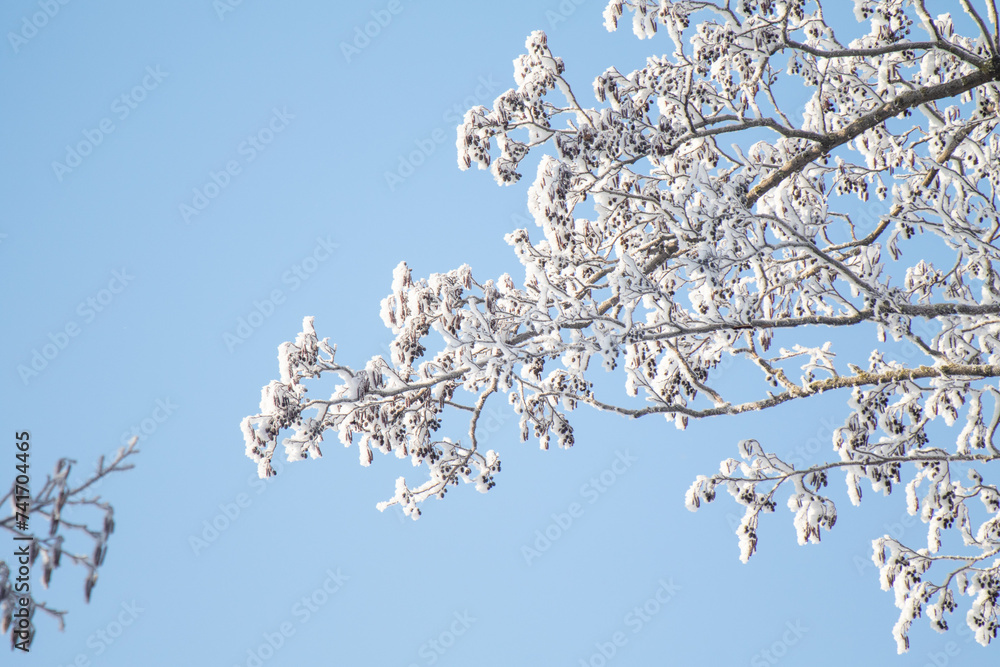 Tree branches covered with white frost against a blue sky. Tree branches covered with white frost against a blue sky.