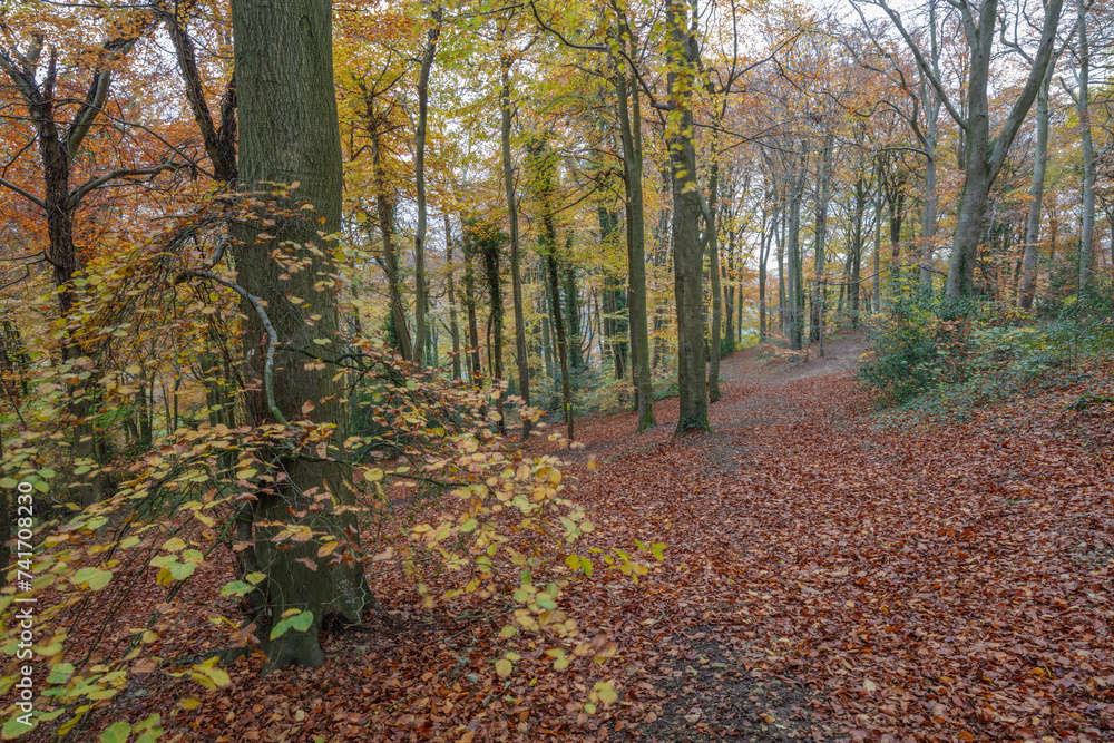 Obraz premium Carpet of fallen leaves in autumnal deciduous woodland, Dursley, Cotswolds, Gloucestershire, England, United Kingdom, Europe