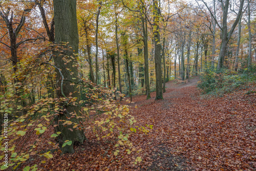 Carpet of fallen leaves in autumnal deciduous woodland, Dursley, Cotswolds, Gloucestershire, England, United Kingdom, Europe