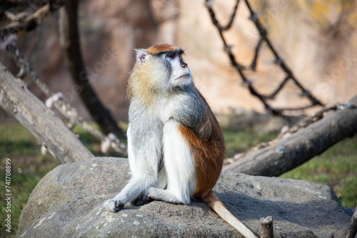 Patas monkey sitting on the stone