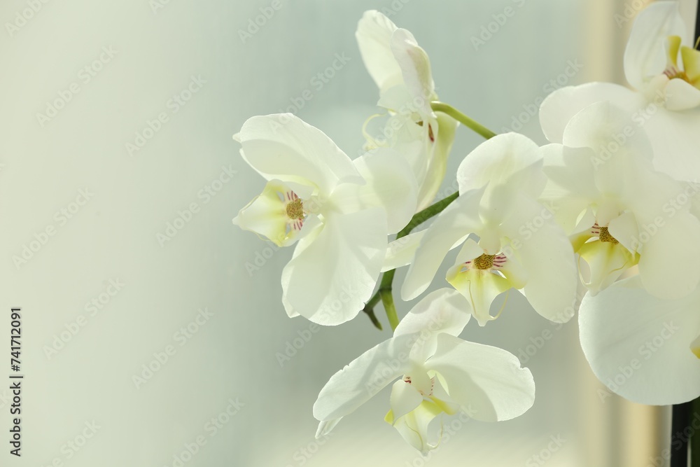 Fototapeta premium Branch with beautiful orchid flowers near window, closeup. Space for text