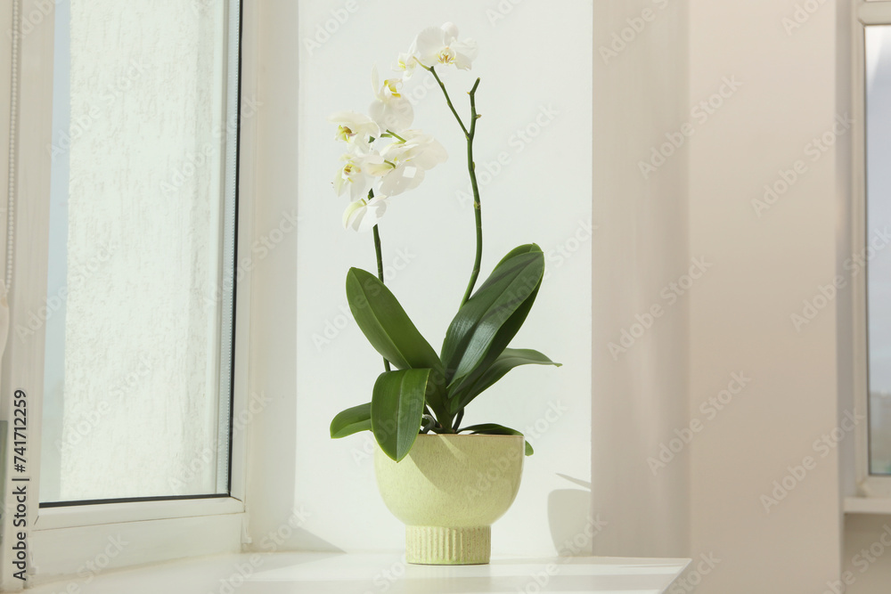 Blooming white orchid flower in pot on windowsill Blooming white orchid flower in pot on windowsill