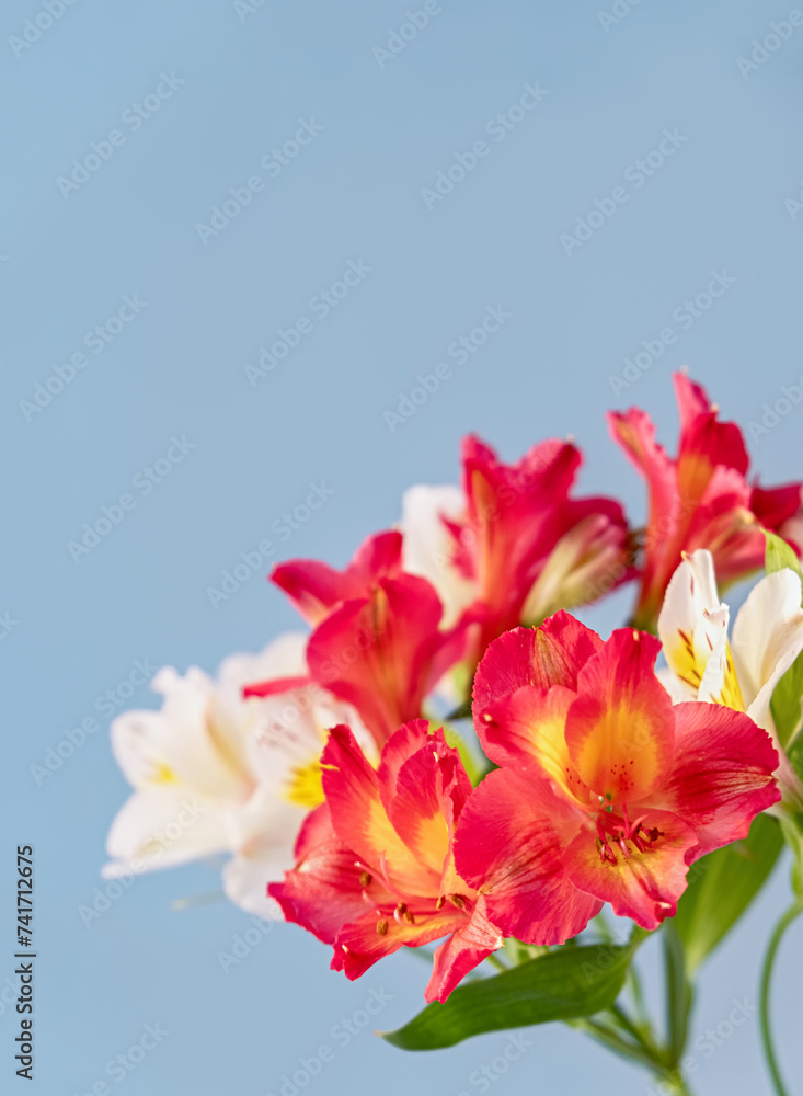 White and red alstroemerias on blue background. Natural floral background. Vertical crop. Copy space. Close up. White and red alstroemerias on blue background. Natural floral background. Vertical crop. Copy space. Close up.