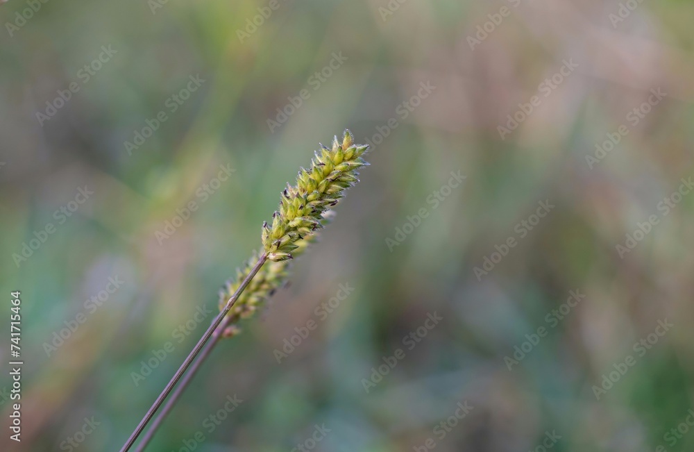 Fototapeta premium Closeup of Sacciolepis Indica Plant with Selective Focus and Copy Space